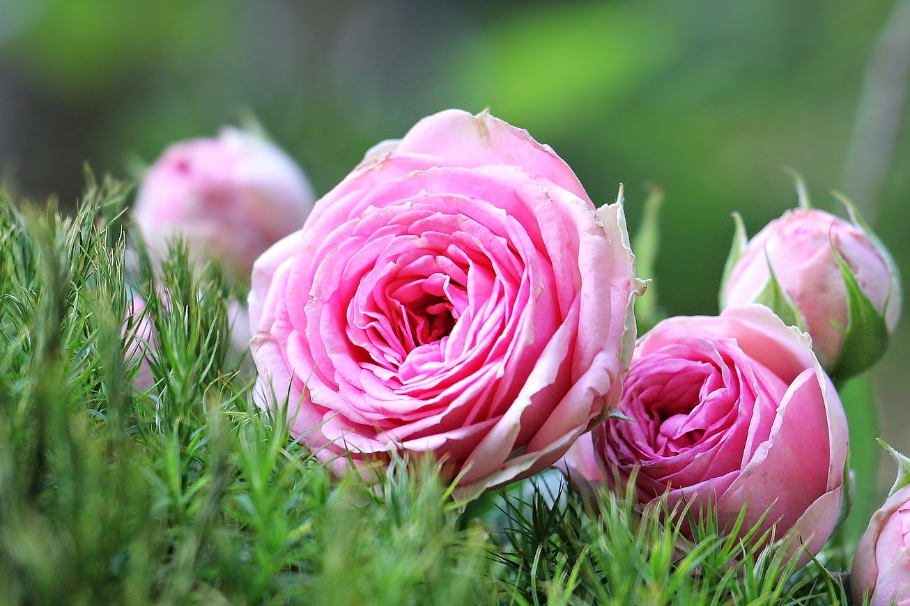 The Sweet Scent of Roses CountryLife Blog