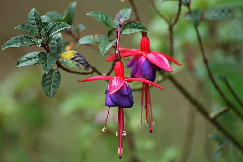 Getting The Best From Your Fuschia Countrylife Blog