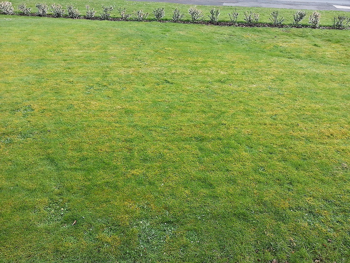 Killing Moss on Lawns CountryLife Blog