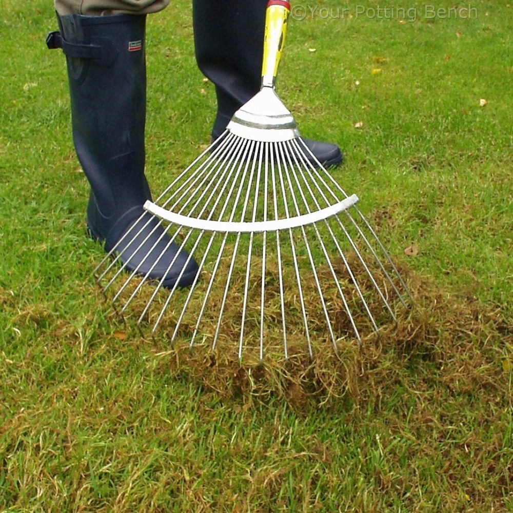 Killing Moss on Lawns - CountryLife Blog