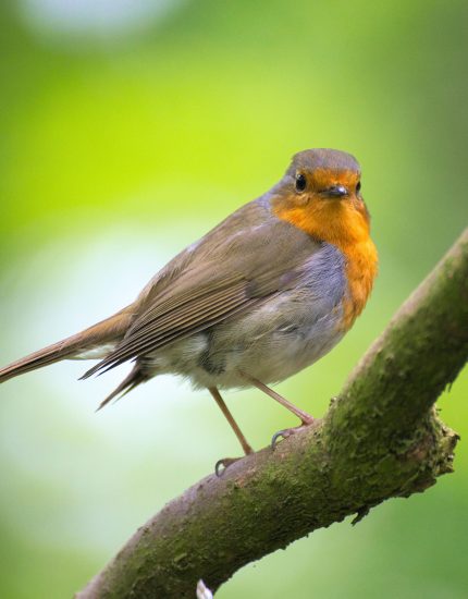 How to Attract Birds Into Your Garden: A Complete Guide