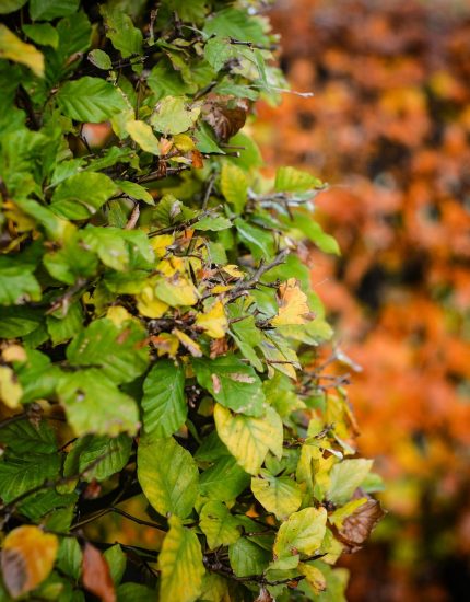 A Perfect Hedge: Tips for Planting and Maintaining Your Garden Hedges