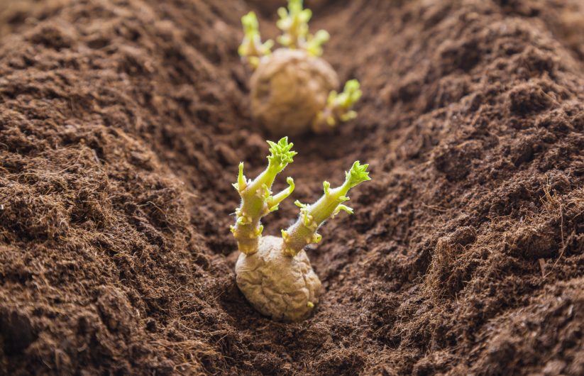 The Perfect Time to Plant Potatoes CountryLife Blog