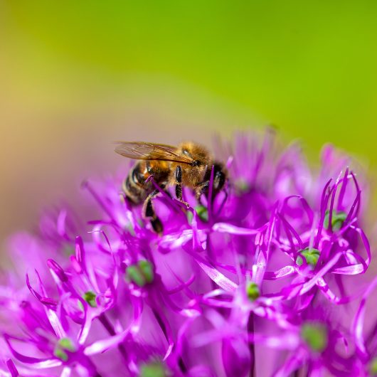 Pollinators for an Irish garden CountryLife Blog