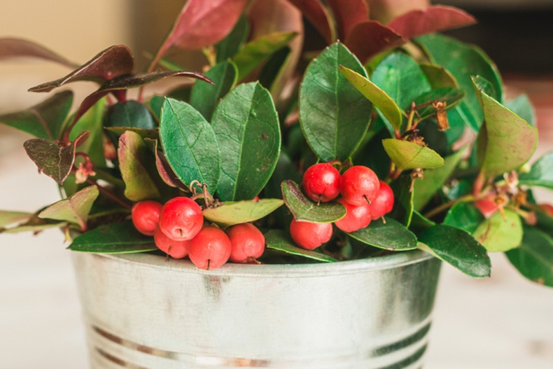Berry Shrub