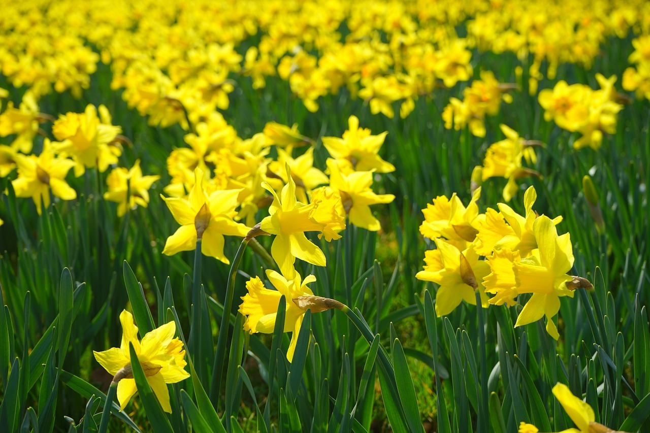 Daffodils - Plant Now for a Blazing Colour in Spring - CountryLife Blog