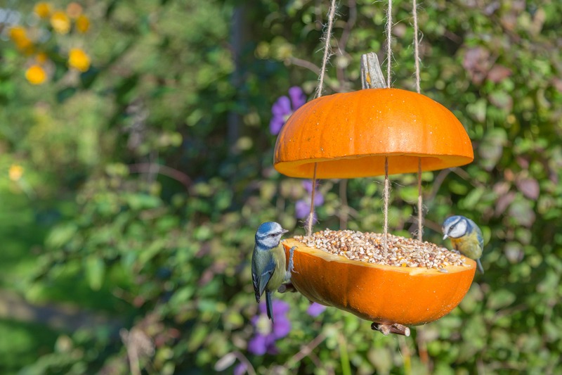 A home made bird feeder using a pumpkin. Image Source: Gap-photos.
