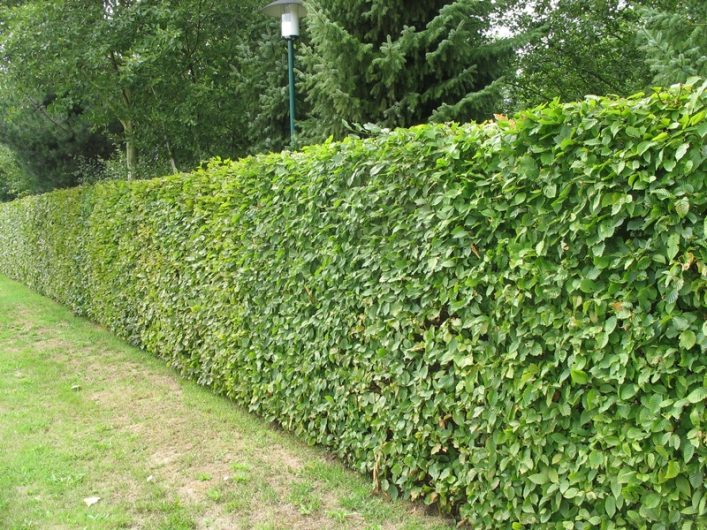 Finding the perfect hedge - CountryLife Blog