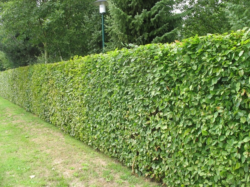Beech hedges are very popular