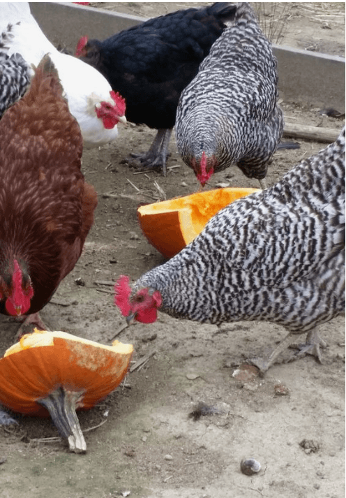 Chickens enjoying pumpkins. ImageSource: Pinterest.