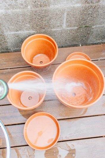 Cleaning terracotta pots