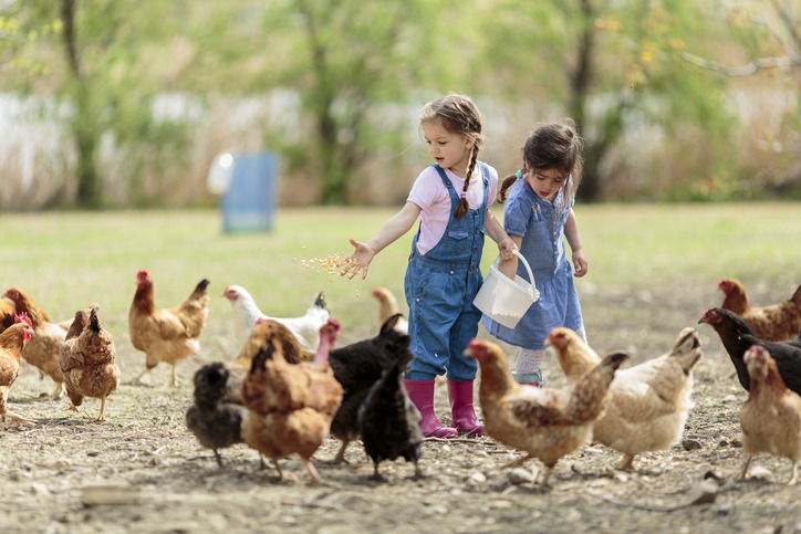 Feeding Chickens. Image source: iStock.
