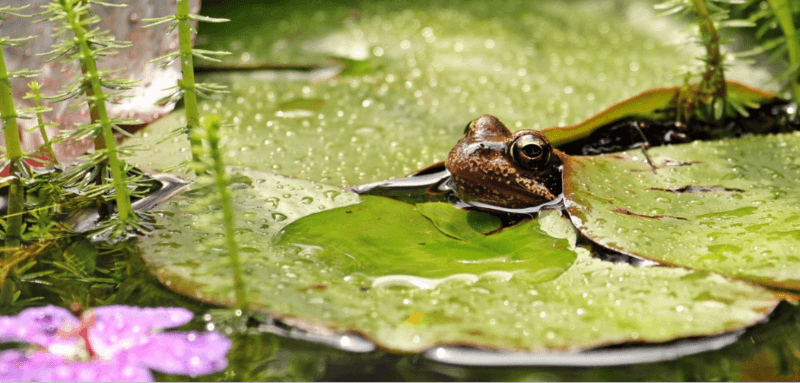 Frog in pond.  Image by-Pxhere Images