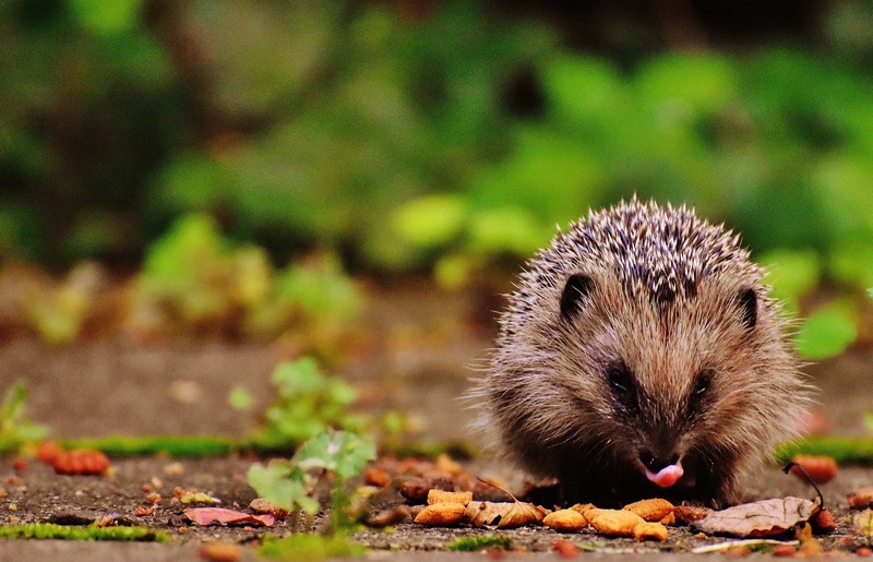 Hedgehog eating.  Image by-Pixabay