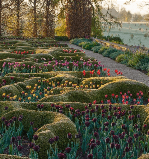 Box Hedging with Tulips. Image by- @hedgegardendesing&nursery-Instagram