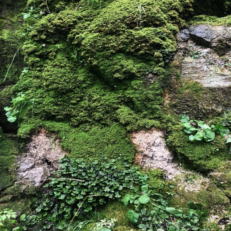 Moss. Image Source: Pxhere.