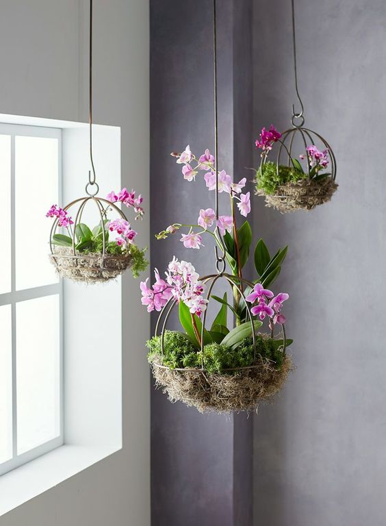 Orchid hanging basket. Image source: Pinterest.