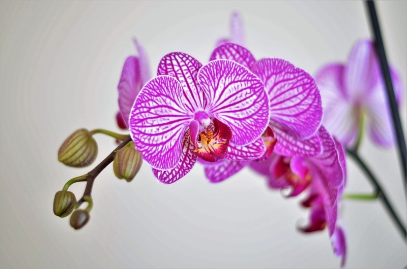 Orchid. Image source: Pexels.
