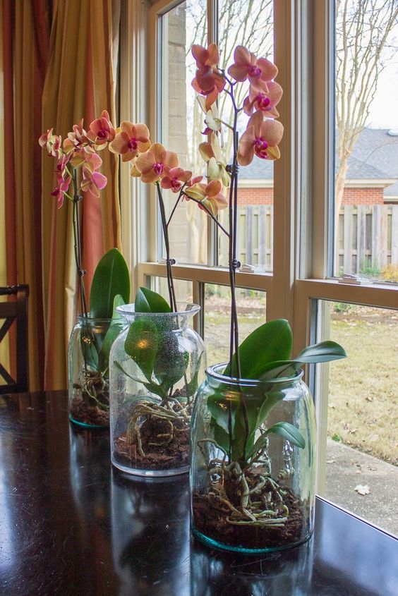 Orchids make great indoor plants. Image source: Pinterest.
