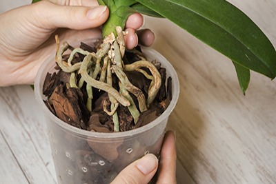 Specially designed orchid compost. Image Source: iStock