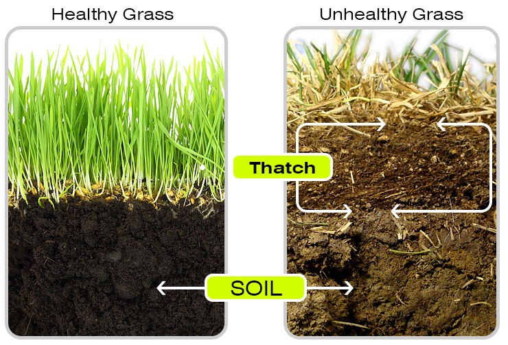 Thatch healthy grass greenworks dethatcher