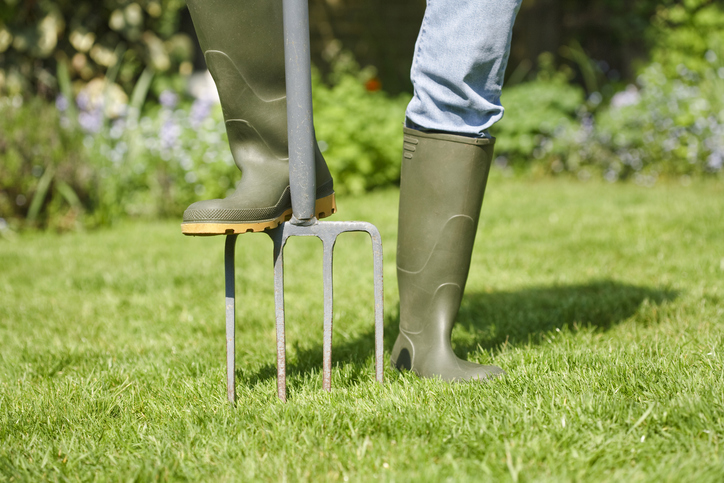 Using a fork to aerate the lawn. Image Source: iStock.