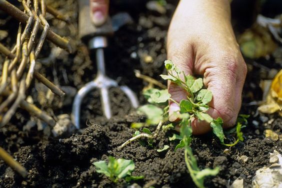 Picking Weeds