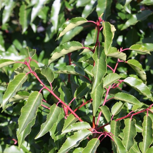 Portuguese Laurel (Prunus lusitanica)-Image Source RHS