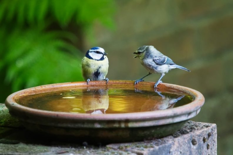 Blue Tits enjoying water. Image source: Andrew Martin from Pixabay