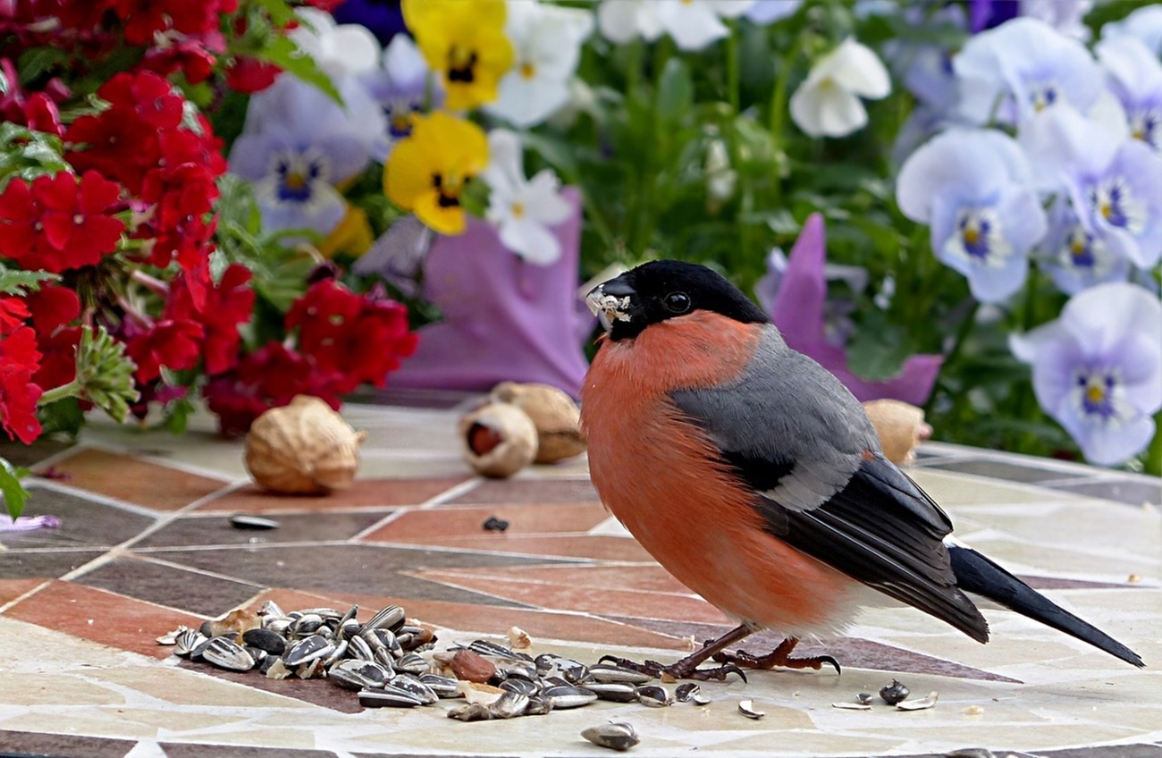 8 things you need to know about feeding wild birds - CountryLife Blog