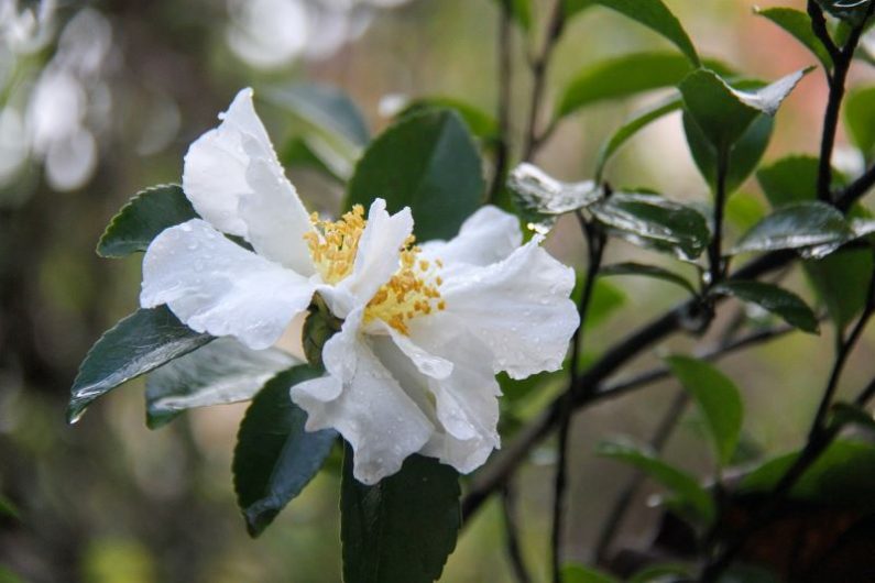 Camellia Sasanqua Fuji has a bright white flower. Image source: Pat Scrap from Pixabay