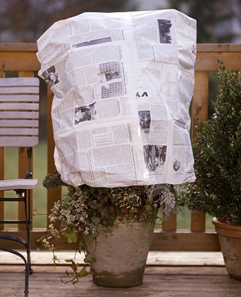 Cover plants in newspaper to protect from frost. Source: GAP
