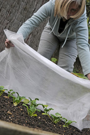 Covering with fleece to protect from frost. Image source: RHS