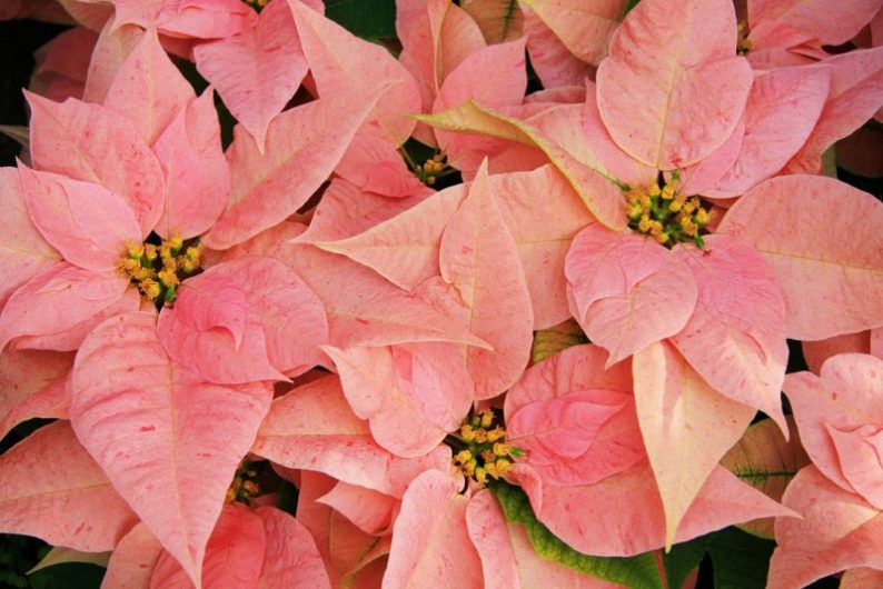 Pink and white poinsettias are very popular