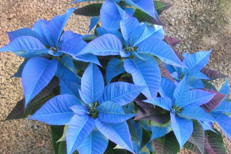 Poinsettas also come in a vibrant blue Image source: Pinterest