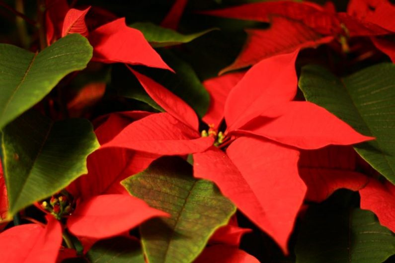 Poinsettia are iconic Christmas plants. Image source: Flicker