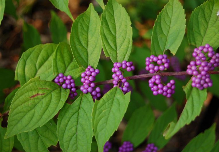 Purple Beautyberry Callicarpa dichotoma ‘Early Amethyst’ Berries