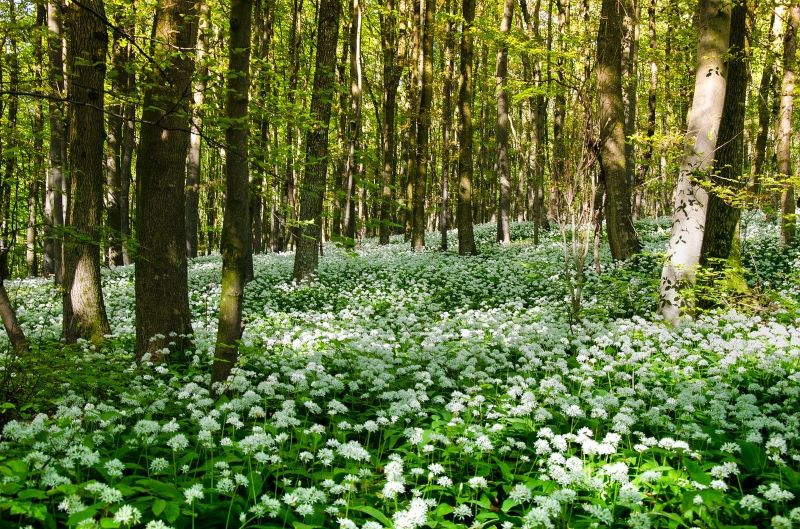 Wild Garlic covering a forest. Image source: Andrea Bohl from Pixabay