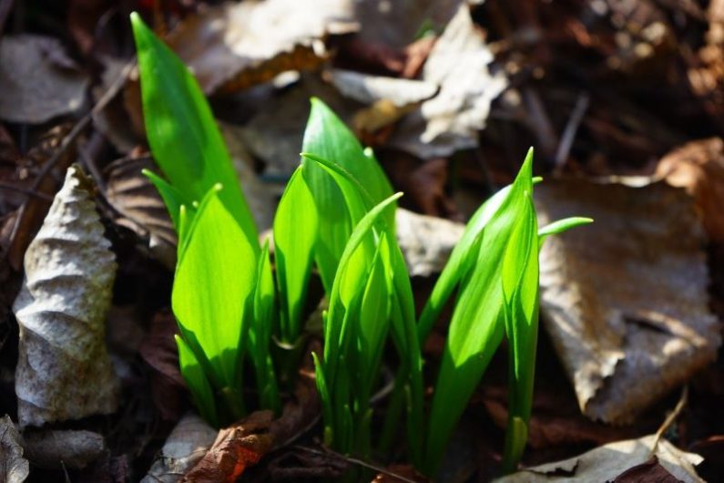  Wild Garlic pearing up thriugh leaves. Image source: Hans Braxmeier from Pixabay