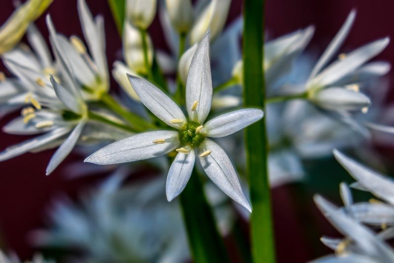 Wild Garlic flower. Image source: Gabriel Raskov from Pixabay