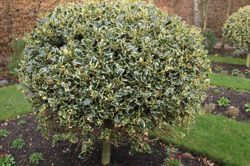Holly can be used as a great specimen shrub in a garden