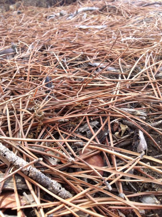 Pine needles help to keep the soil moist