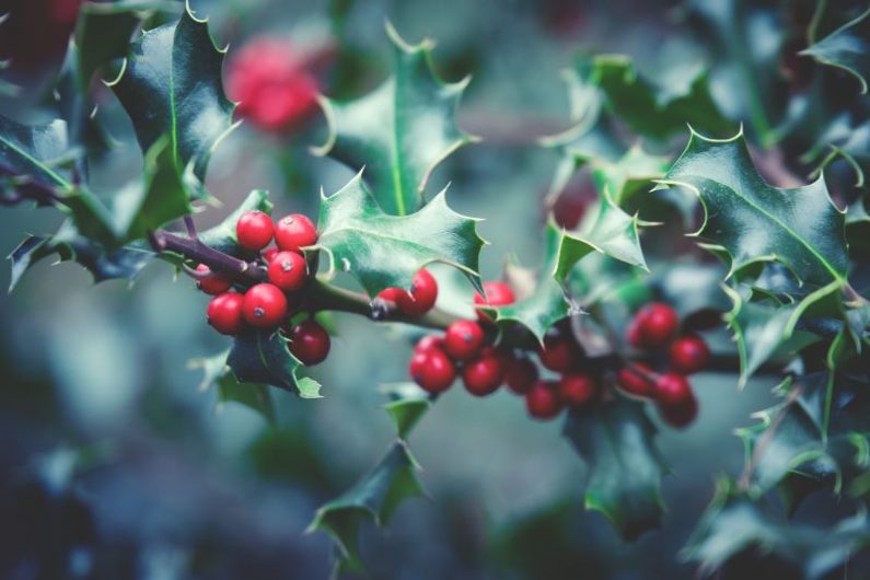 Red berries are on holly trees at this time of the year. Image source: LUM3N from Pixabay