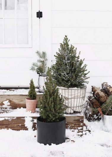 Replant your tree in pots. Image source: Themerrythought Pinterest