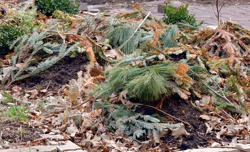 Repurpose your live Christmas tree mulch. Image source: Garden Gate