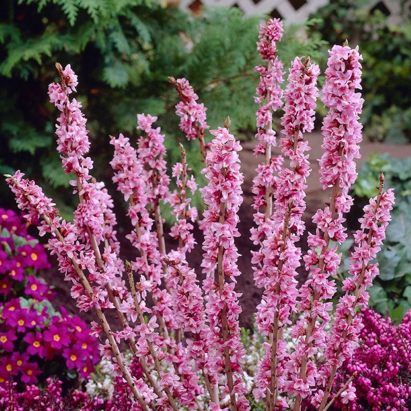 Daphne Mezereum Rubra has a stunning pink colour. Image source: Flickr