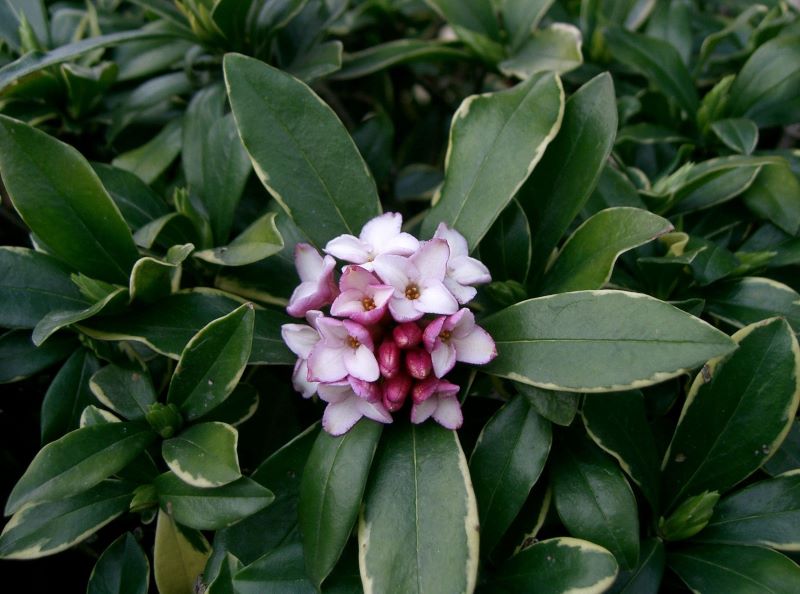 Daphne Odora has a great scent 
