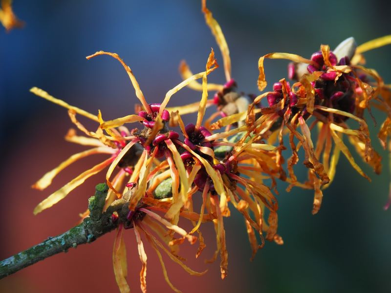 Witch Hazel add a vibrant pop of colour into a garden. Image source: Image by Hans Bijstra from Pixabay