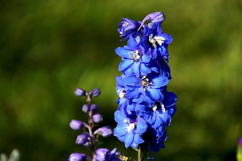 Add a pop of colour into your garden with delphinium. Image source: Jacques Gaimard Pixabay