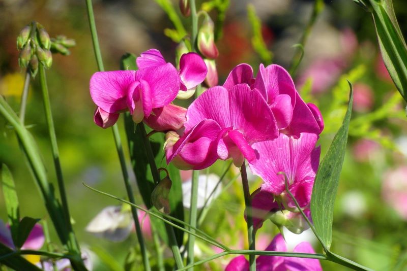 Sweet Pea is a beautiful climbing plant which would thrive in a larger garden Image source: Nowaja Pixabay 